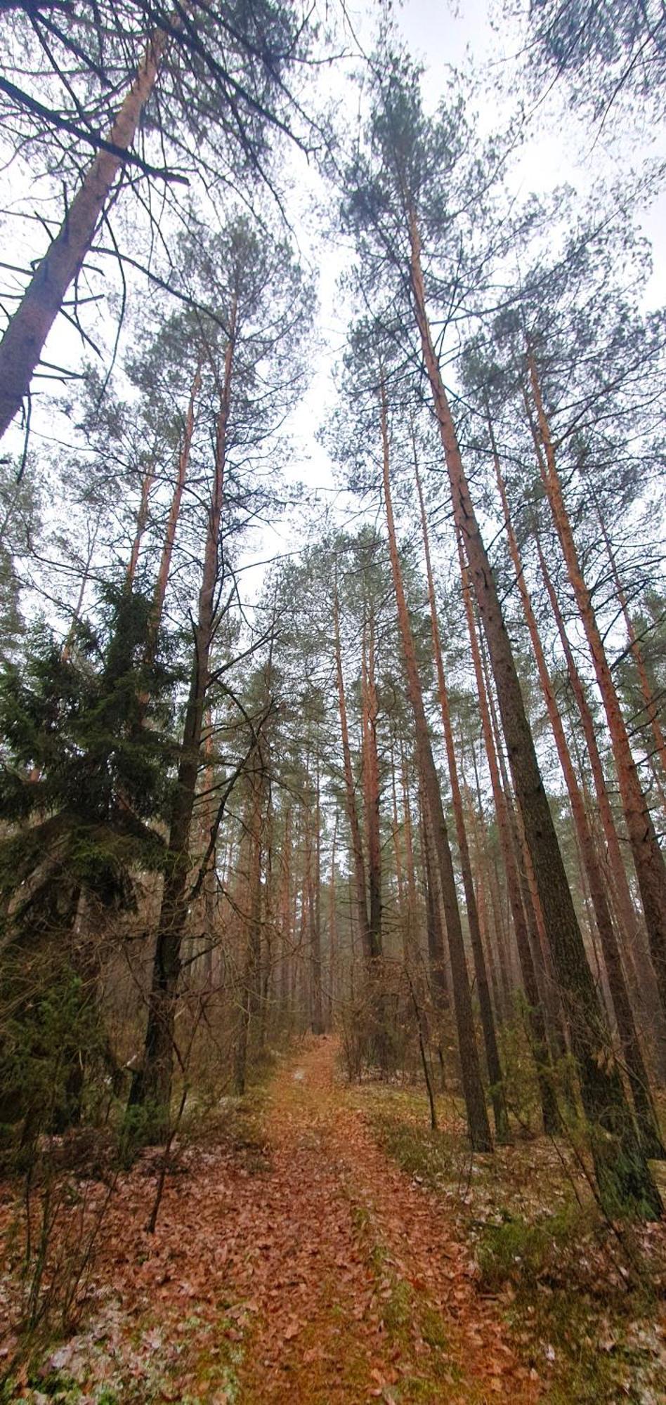 Kurnik - Pod Lasem Apartment Sztabin